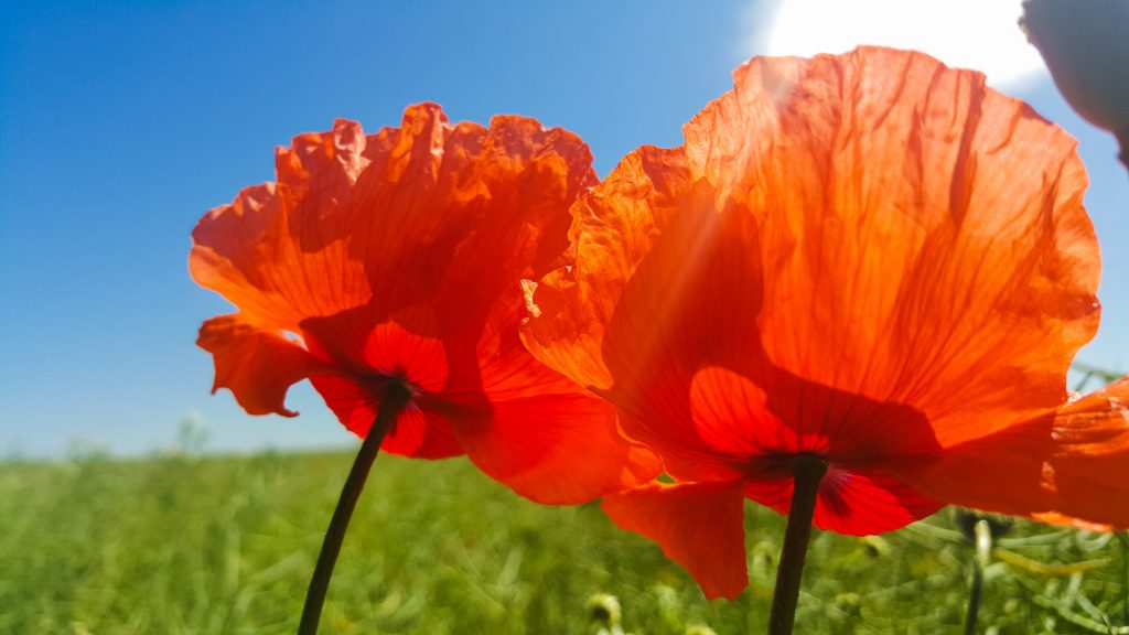 Poppies in flower
