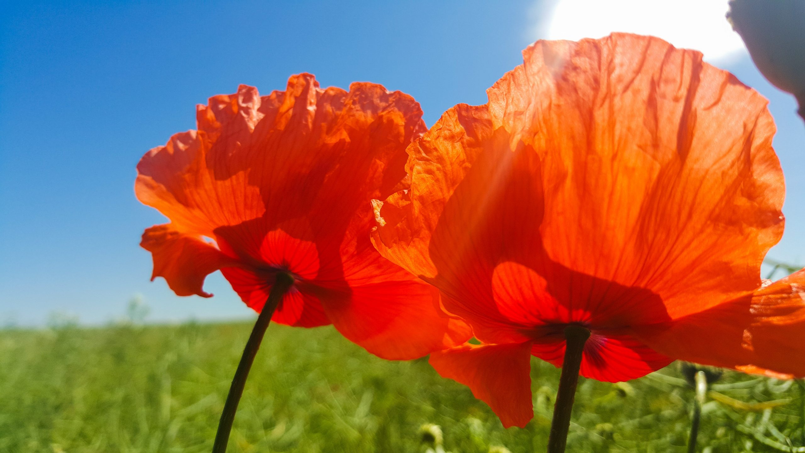 Poppies in flower